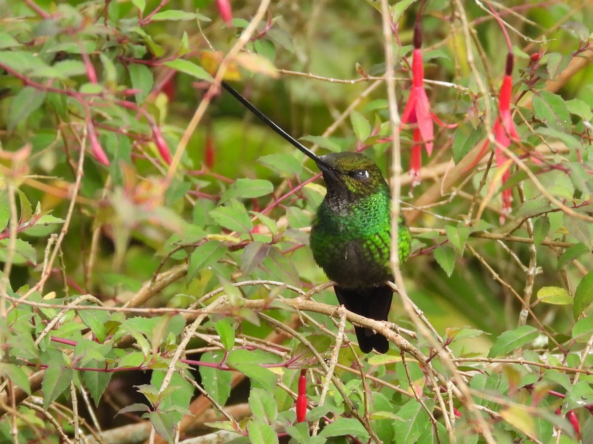 Sword-billed Hummingbird - ML615237836