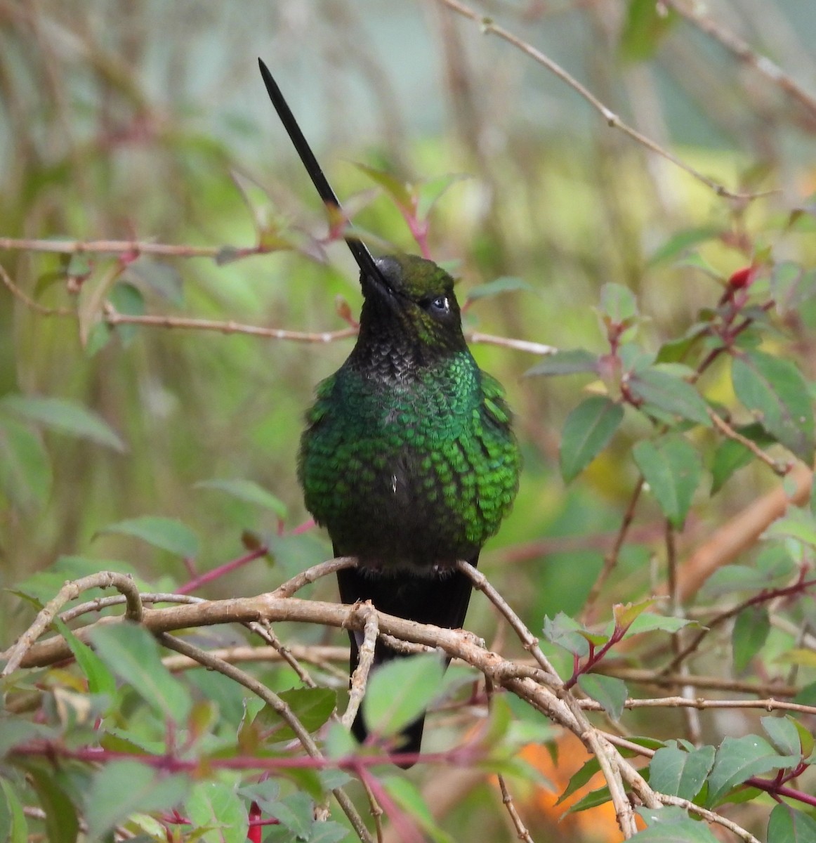 Sword-billed Hummingbird - ML615237837