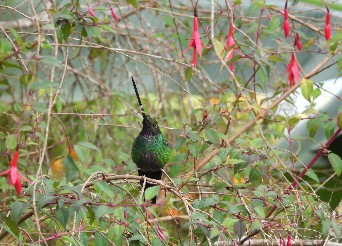 Sword-billed Hummingbird - ML615237838