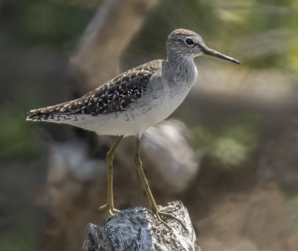 Wood Sandpiper - Iris Kilpatrick