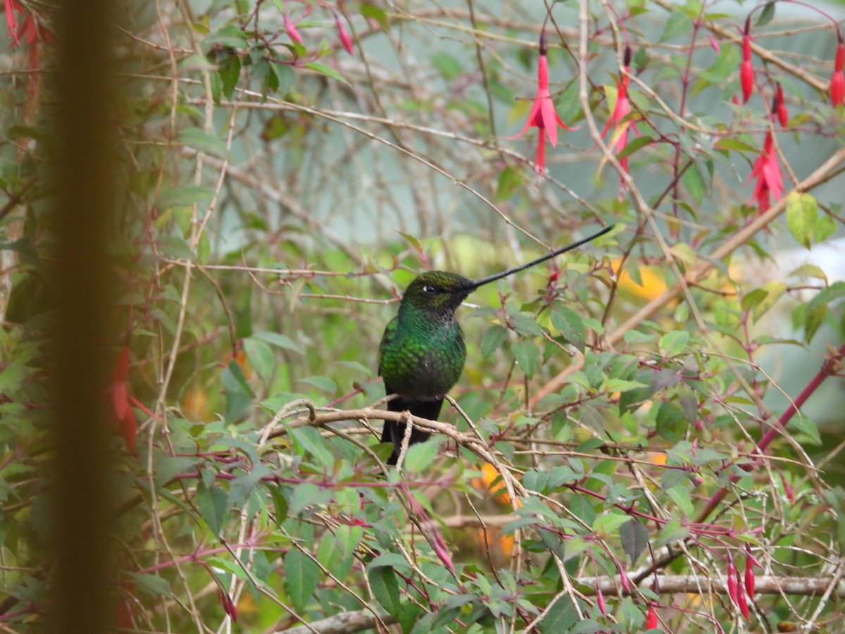 Sword-billed Hummingbird - ML615237913