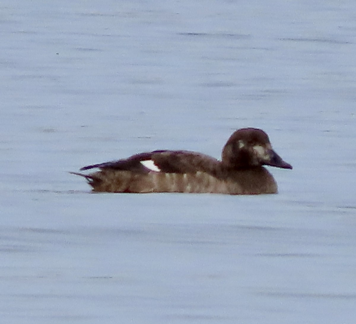 White-winged Scoter - George Chrisman