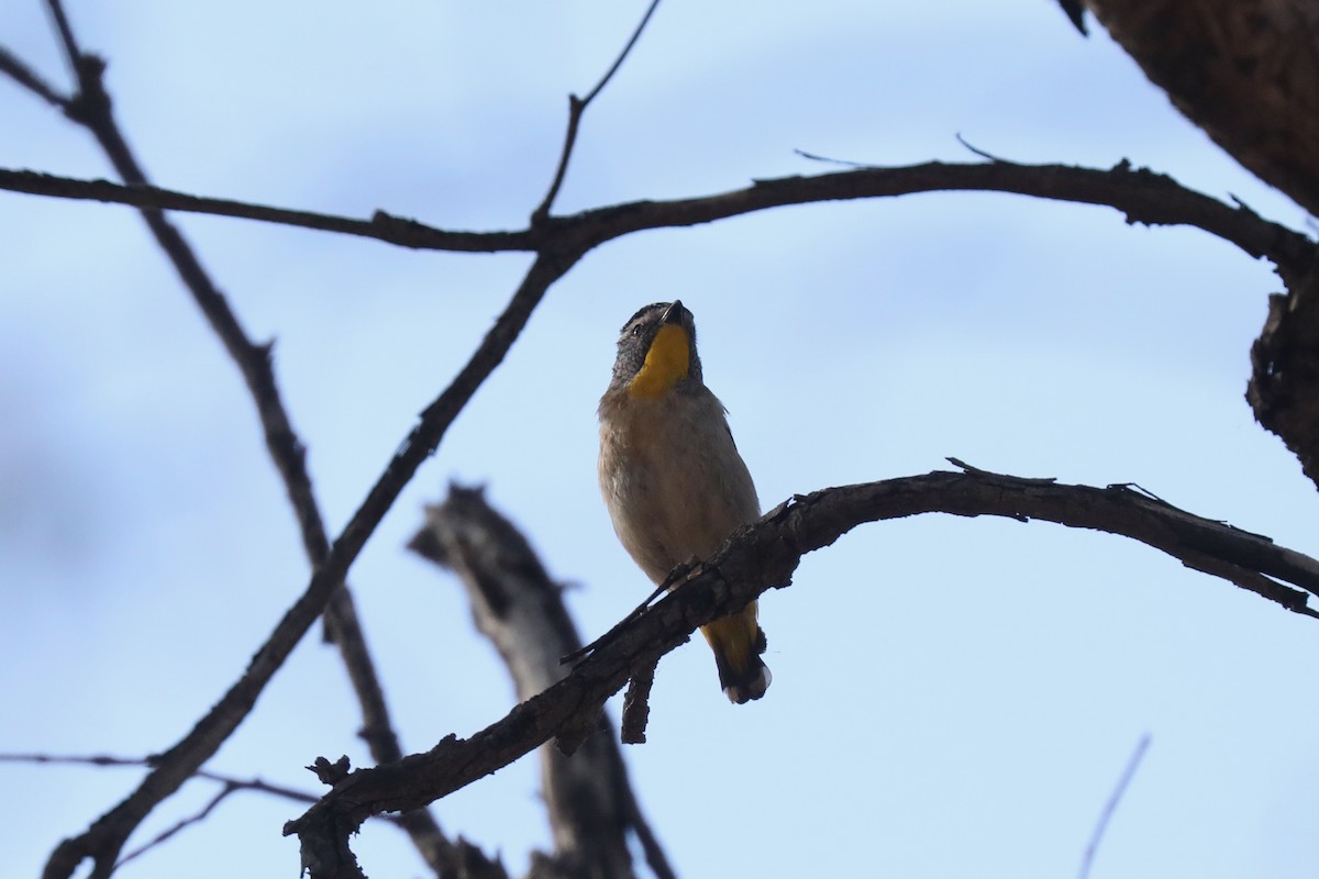 Spotted Pardalote - ML615238009