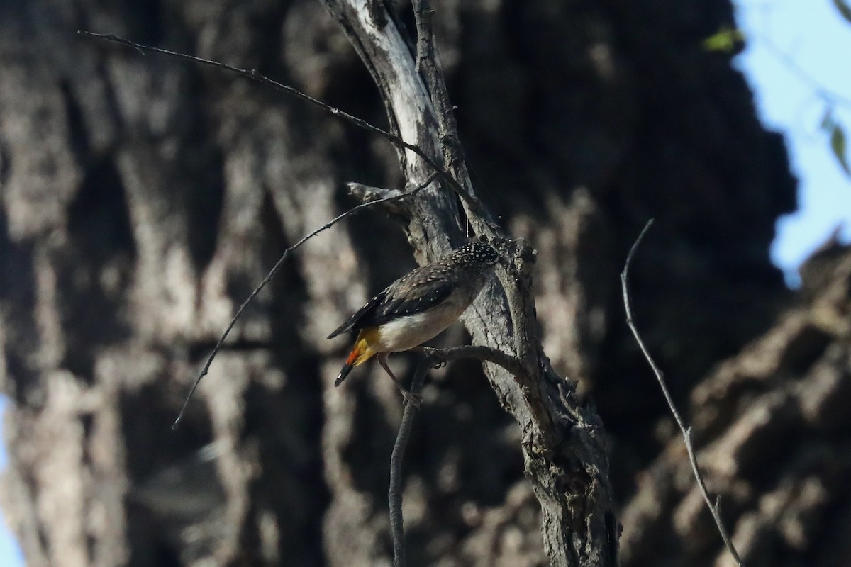 Spotted Pardalote - ML615238011