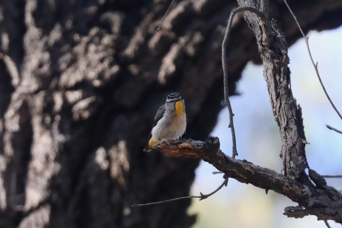 Spotted Pardalote - ML615238012