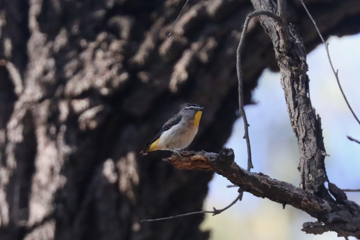 Spotted Pardalote - ML615238013