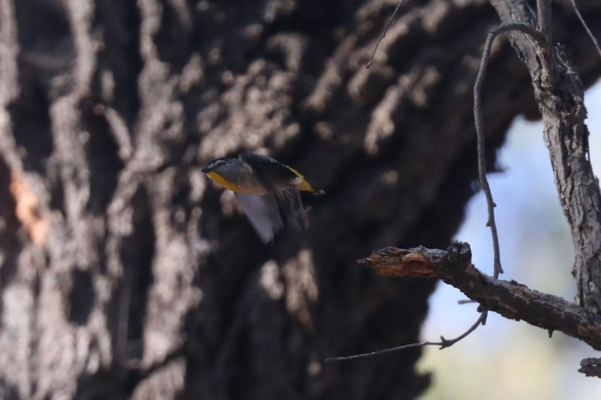 Spotted Pardalote - ML615238014