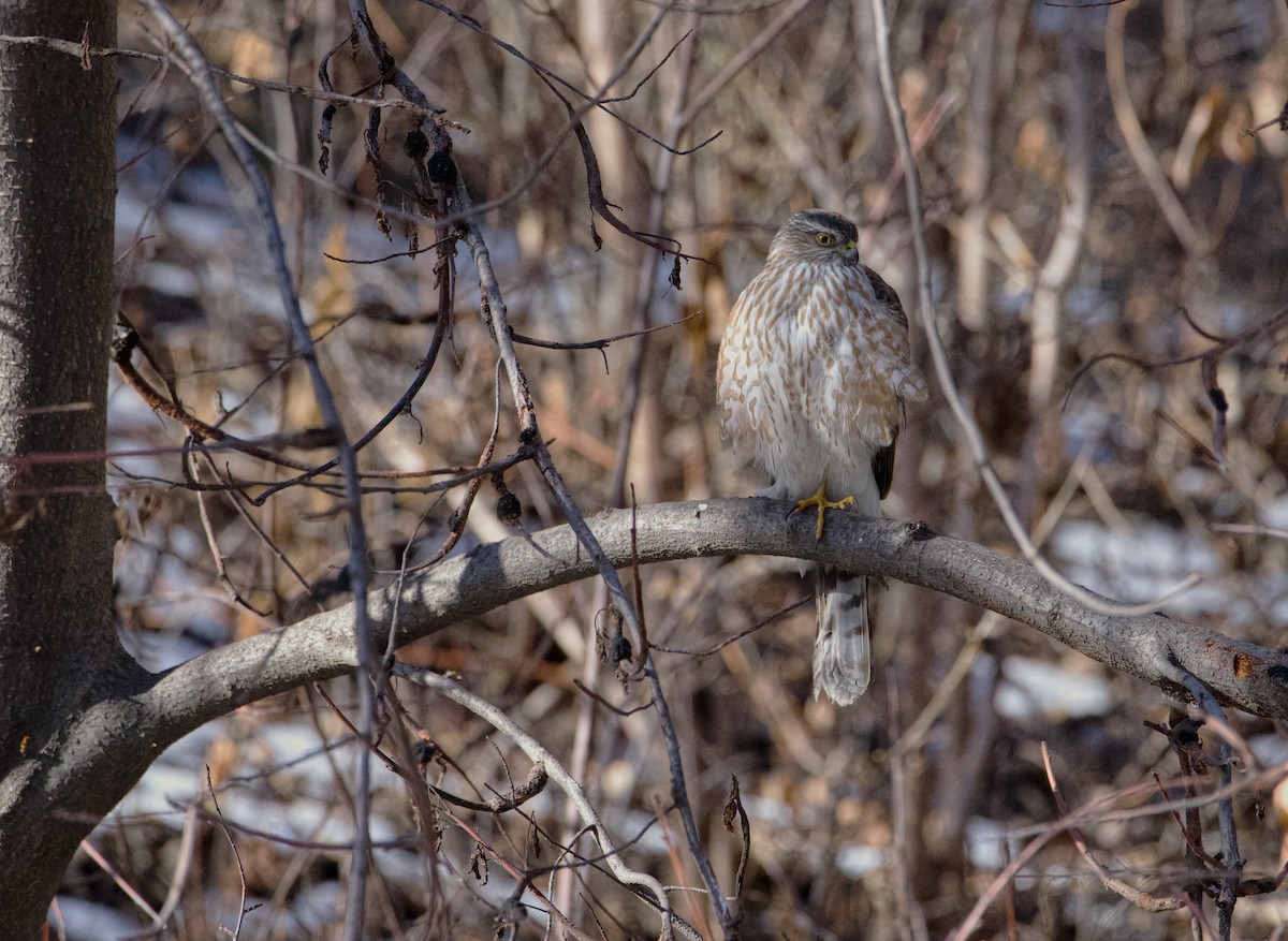 Sharp-shinned Hawk - ML615238015