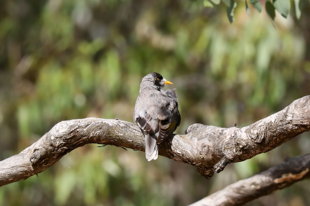 Noisy Miner - ML615238036