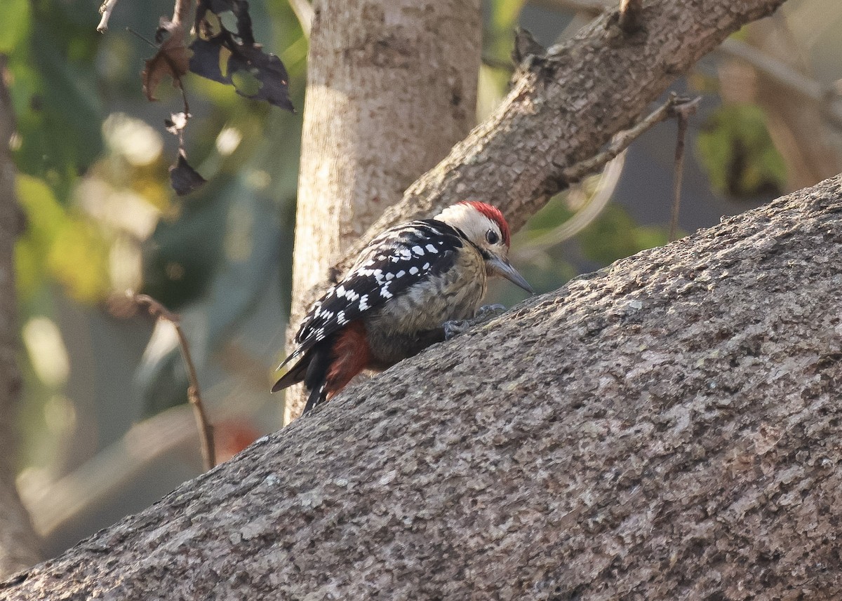 Fulvous-breasted Woodpecker - Martin Allen