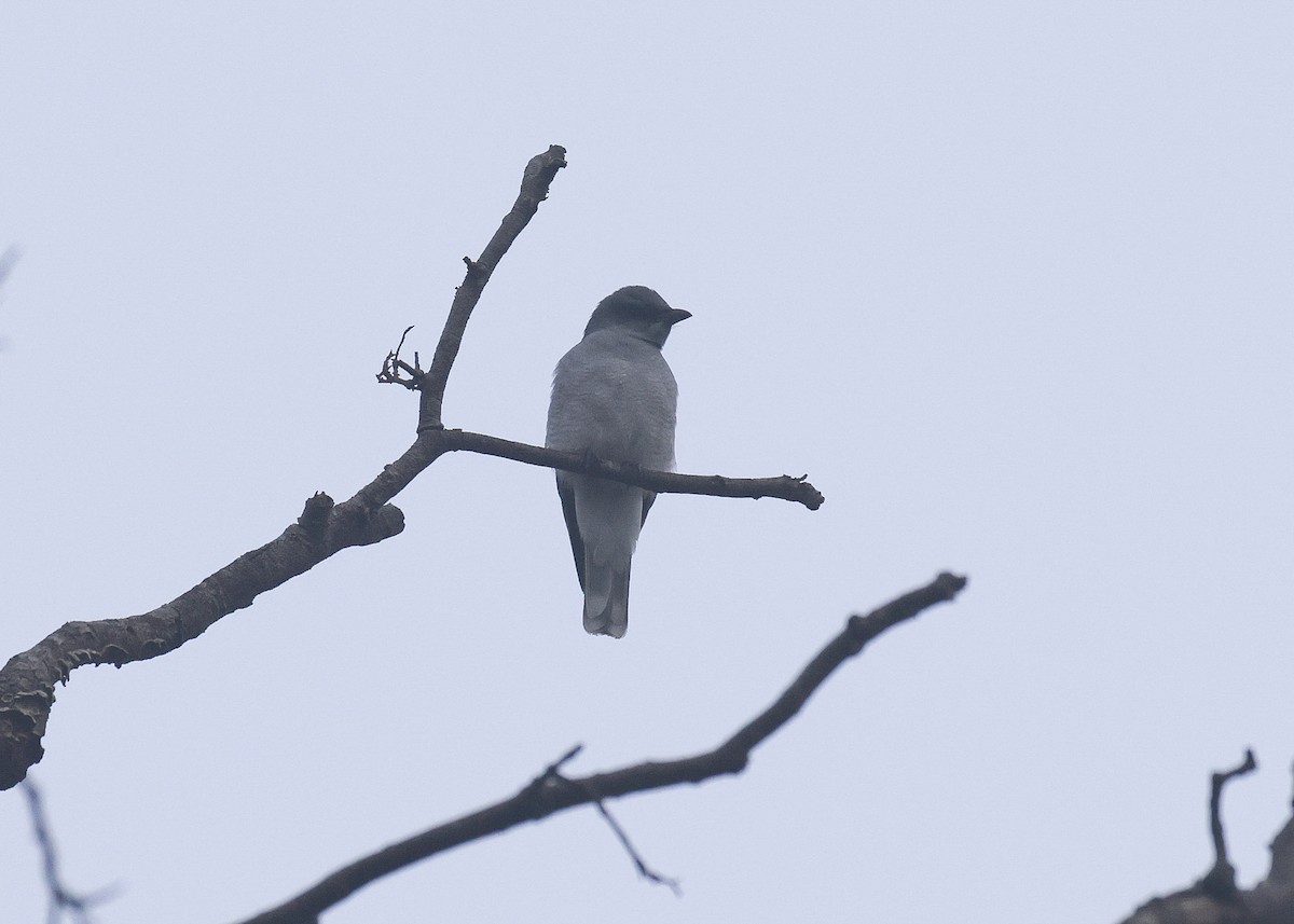 Large Cuckooshrike - ML615238116