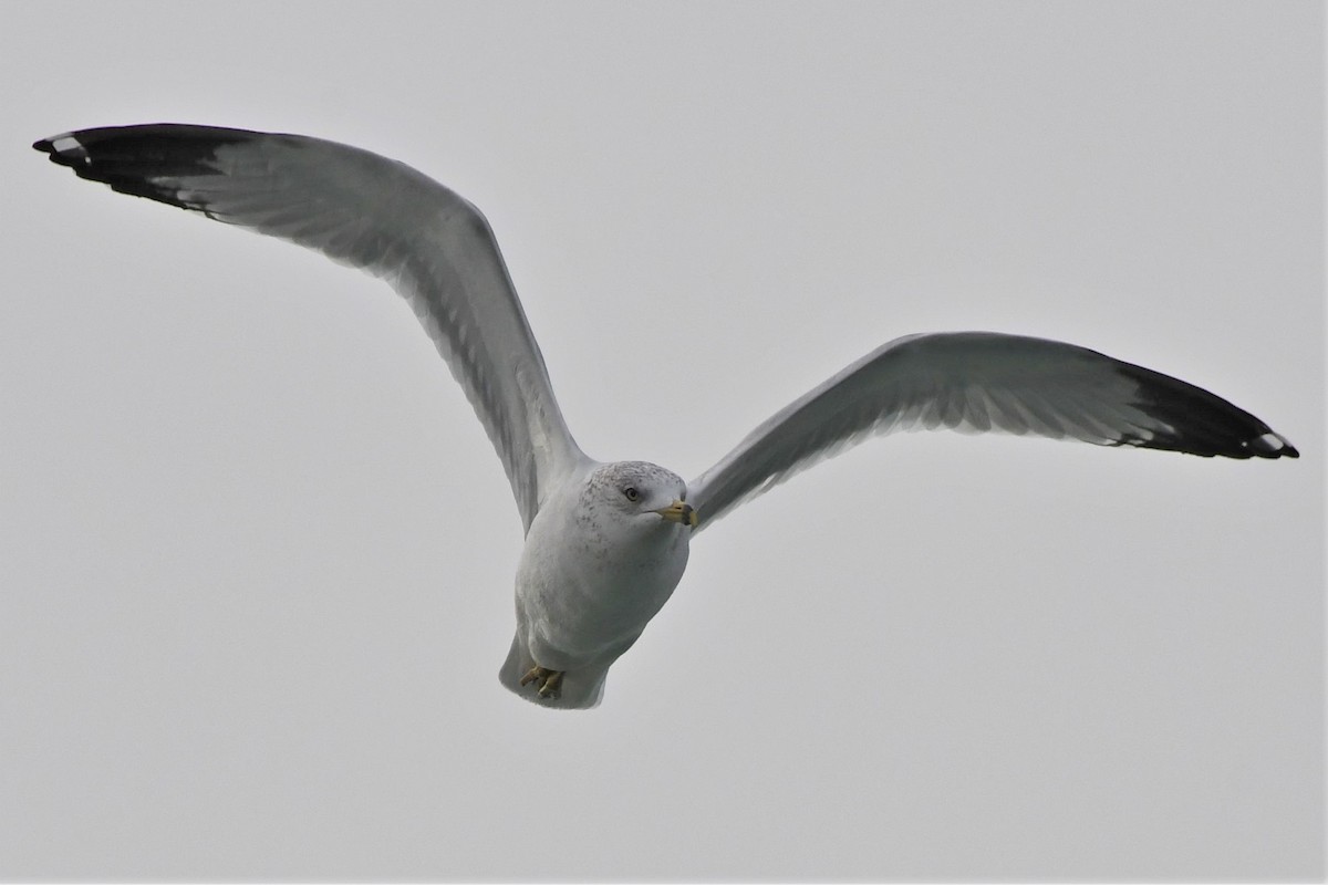 Ring-billed Gull - ML615238123