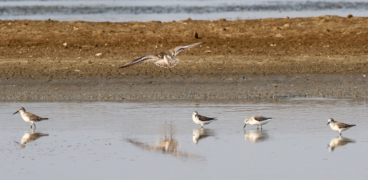 Red-necked Stint - ML615238147