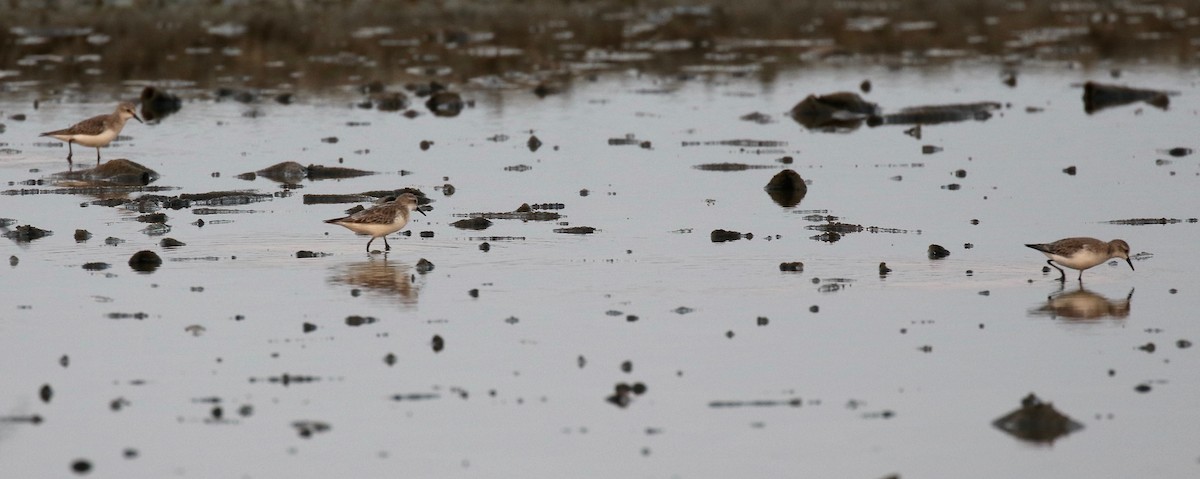 Red-necked Stint - ML615238150