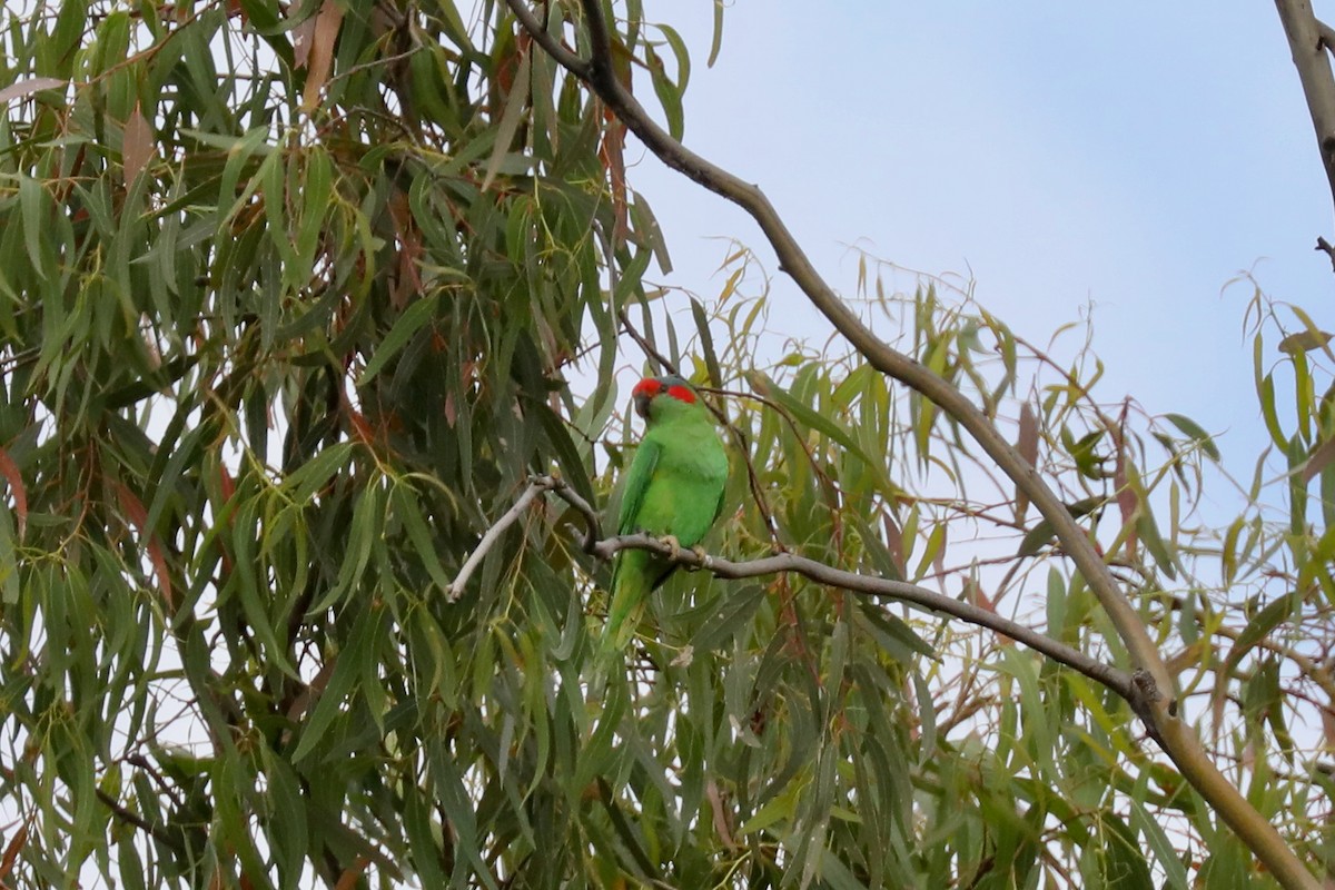 Musk Lorikeet - ML615238158