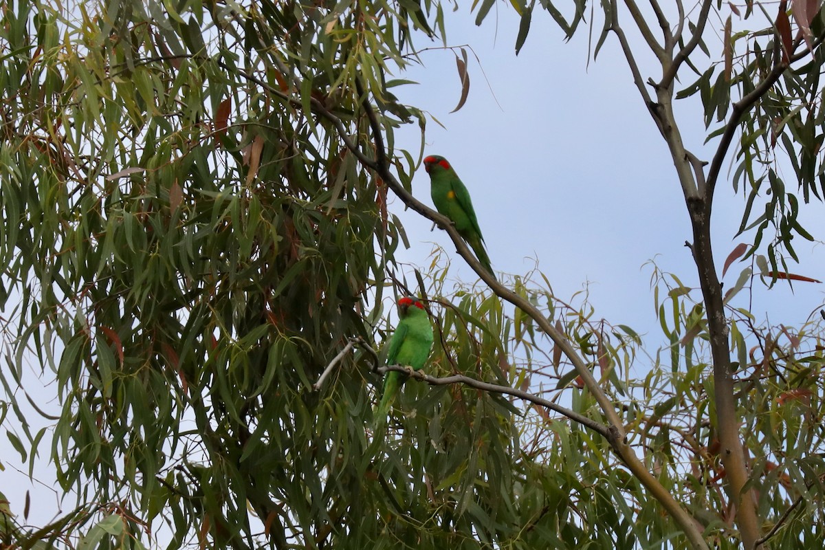 Musk Lorikeet - ML615238159