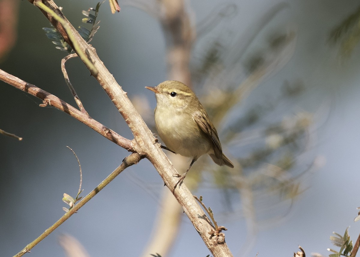 Greenish Warbler - ML615238163