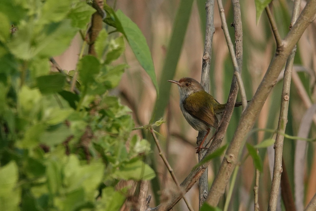 Common Tailorbird - ML615238190