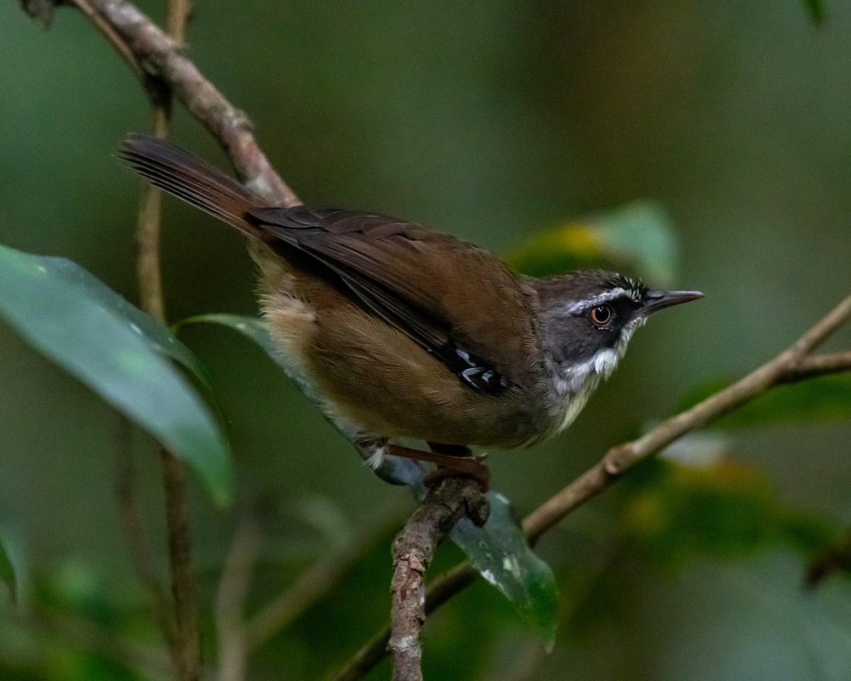 White-browed Scrubwren - ML615238290