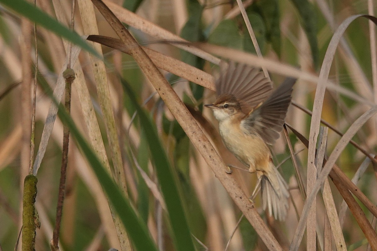 Paddyfield Warbler - ML615238333