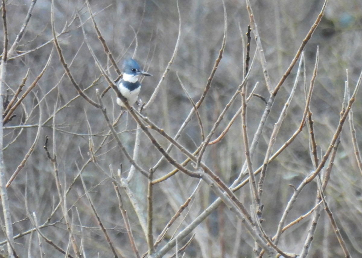 Belted Kingfisher - ML615238336