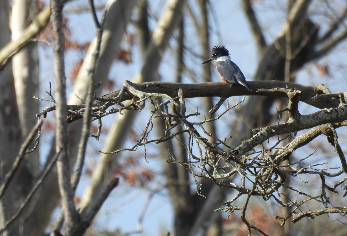 Belted Kingfisher - ML615238367