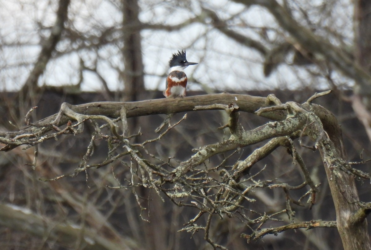 Belted Kingfisher - ML615238368