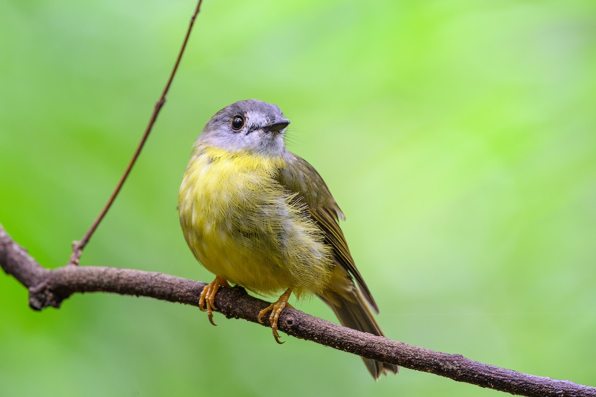 Pale-yellow Robin - ML615238373