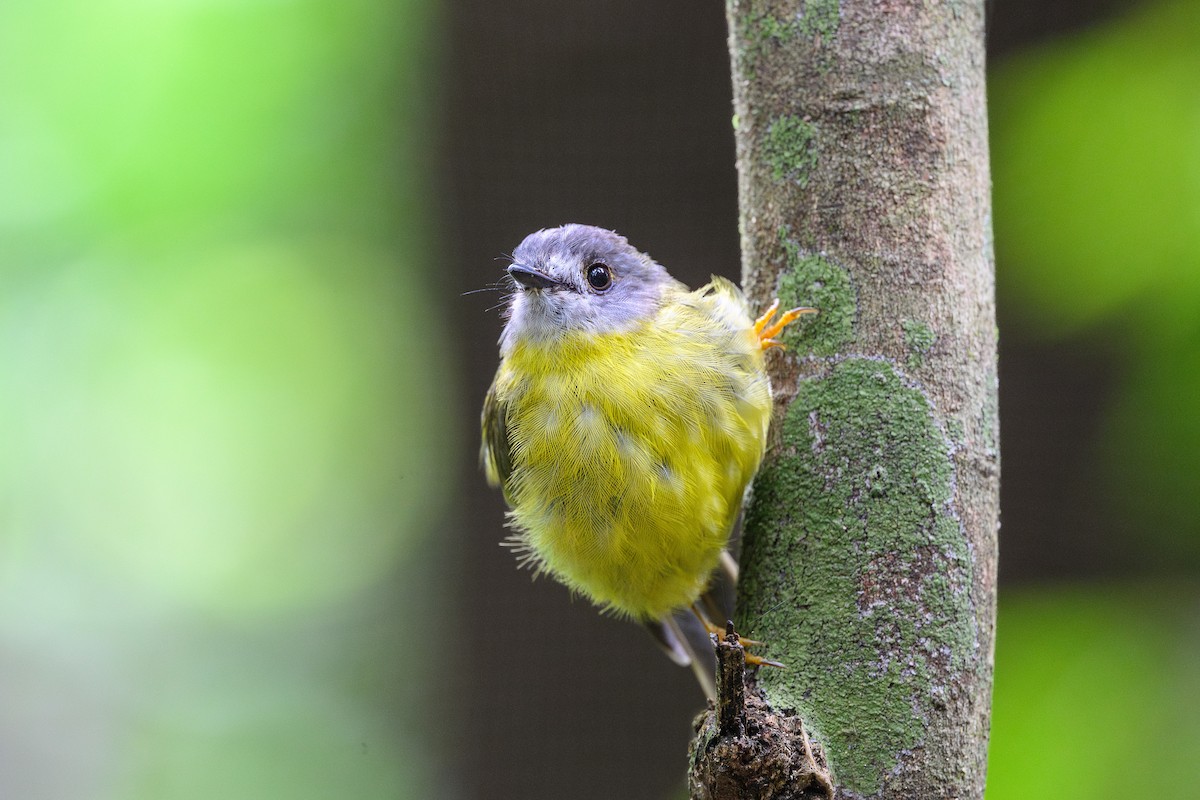 Pale-yellow Robin - ML615238391