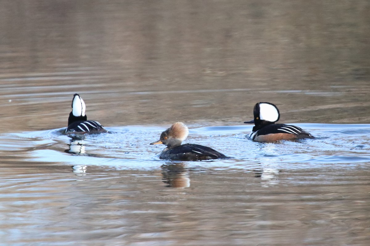 Hooded Merganser - ML615238410