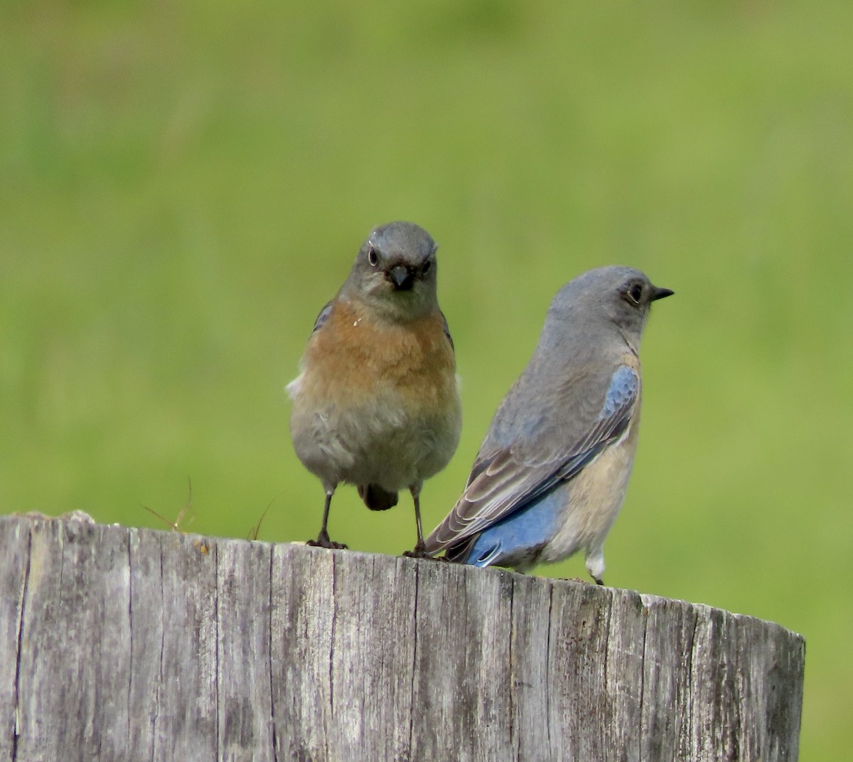 Western Bluebird - ML615238426