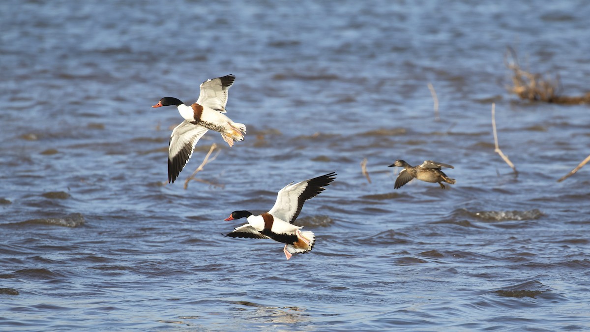 Common Shelduck - YUSUF CANBAZ