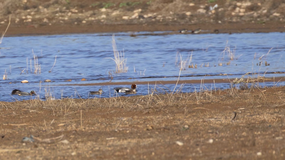 Eurasian Wigeon - ML615238439