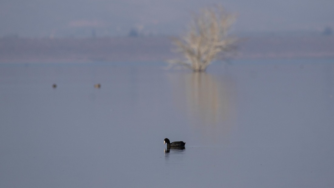 Eurasian Coot - ML615238451