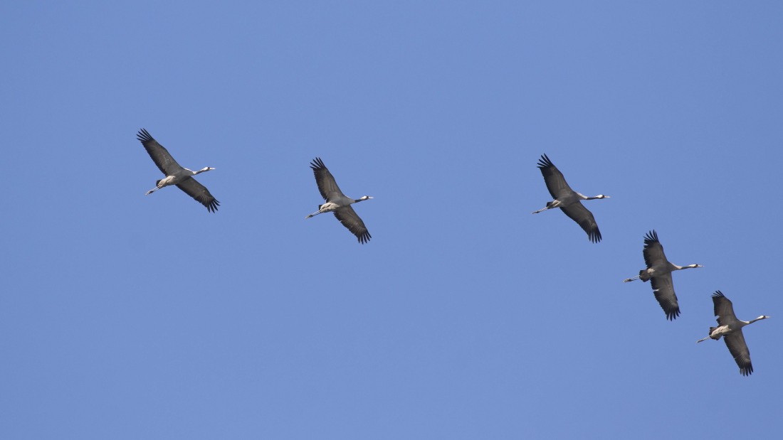 Common Crane - ML615238453