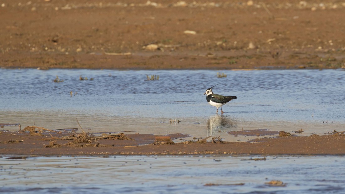 Northern Lapwing - ML615238455