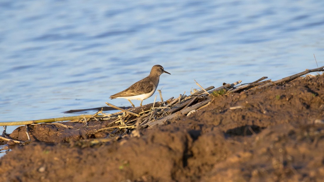 Temminck's Stint - ML615238458