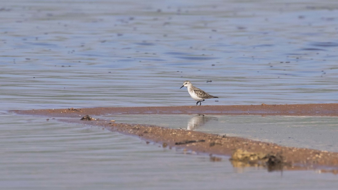 Little Stint - ML615238470