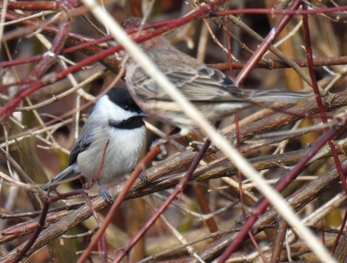 Carolina Chickadee - ML615238471