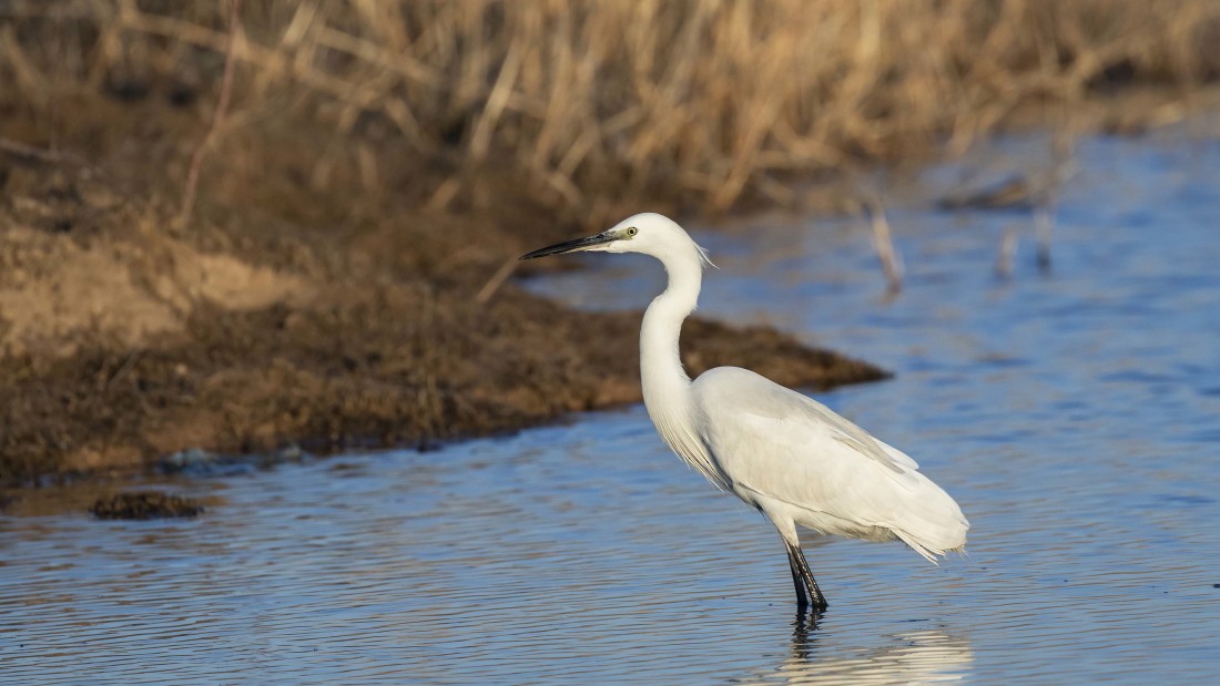 Little Egret - ML615238475