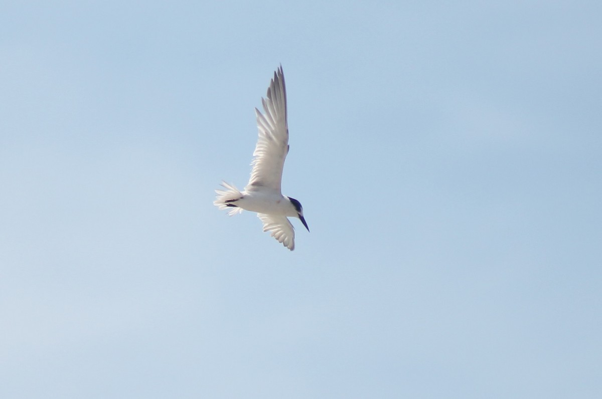 Little Tern - ML615238478