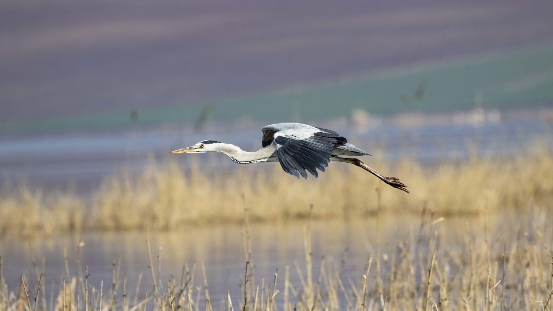 Gray Heron - ML615238483