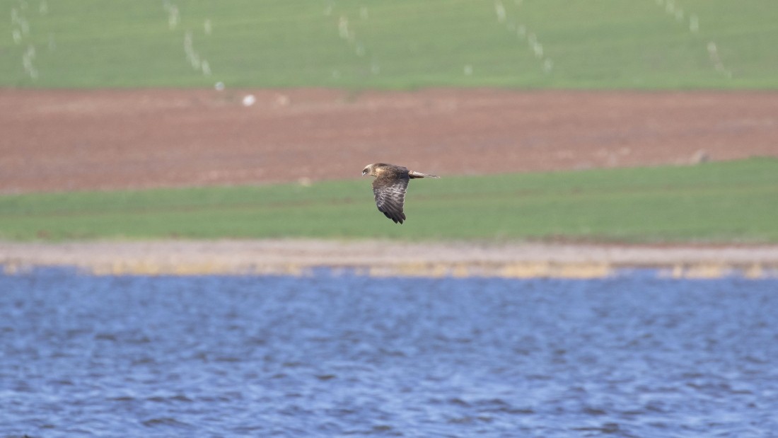 Western Marsh Harrier - ML615238485