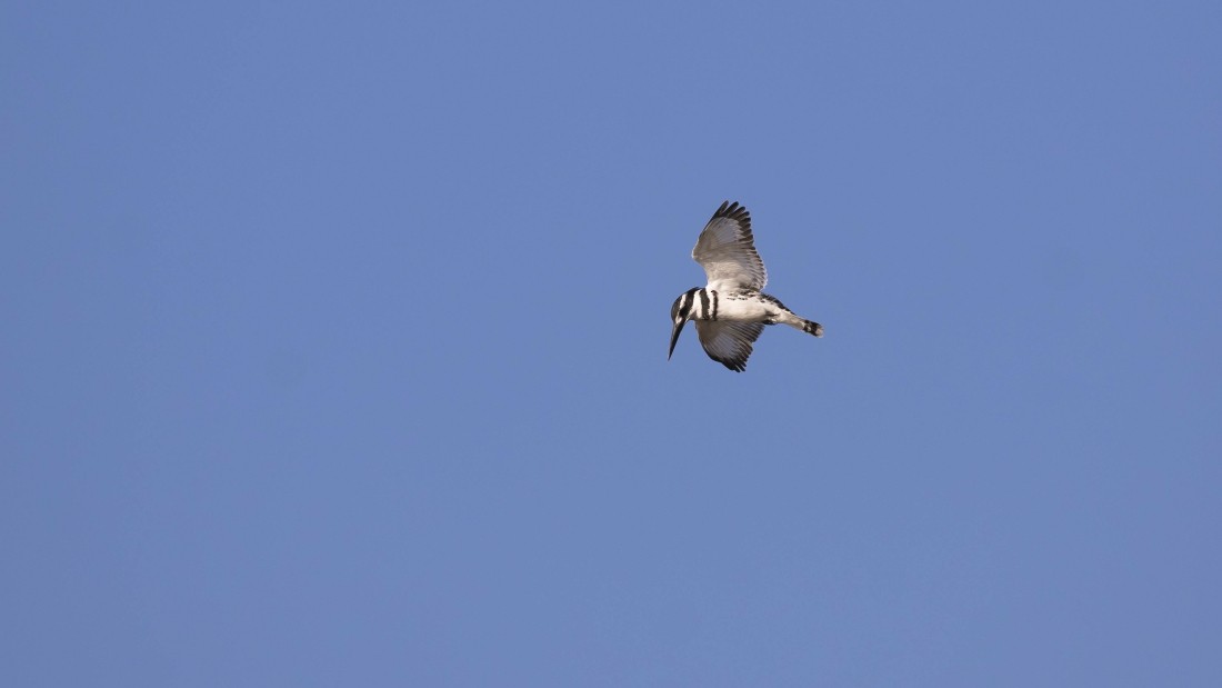 Pied Kingfisher - ML615238494