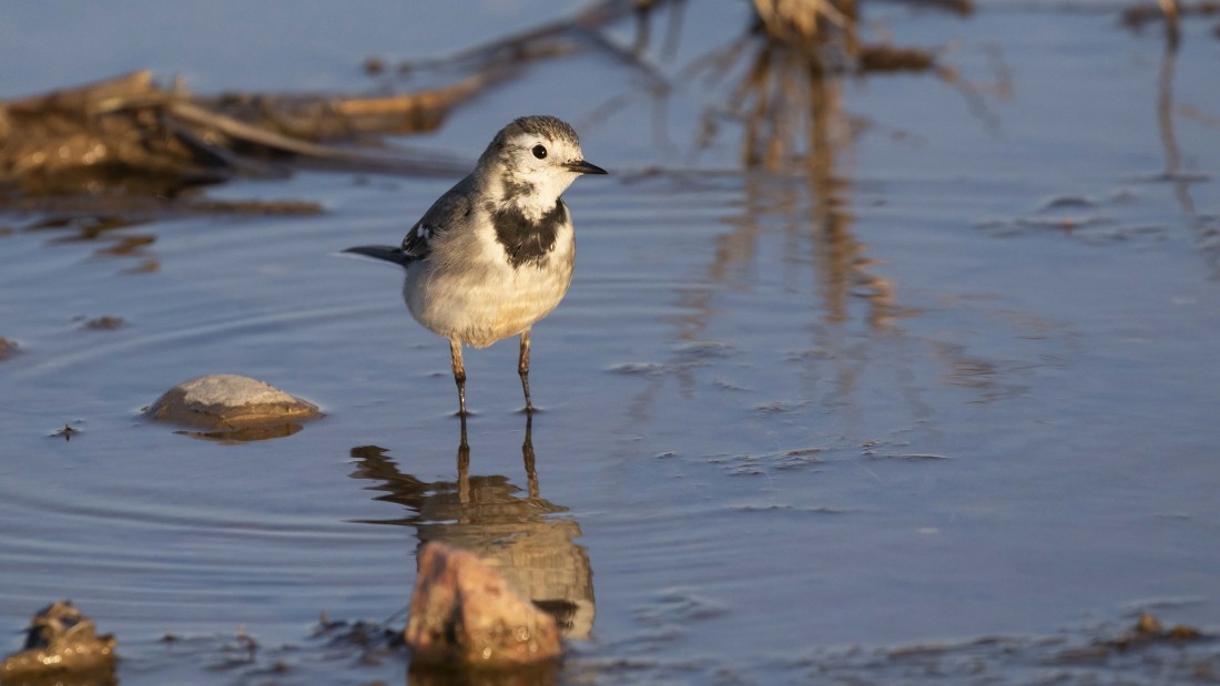 White Wagtail - ML615238498