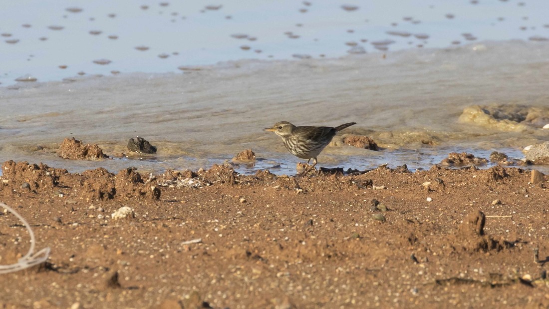 Water Pipit - ML615238502