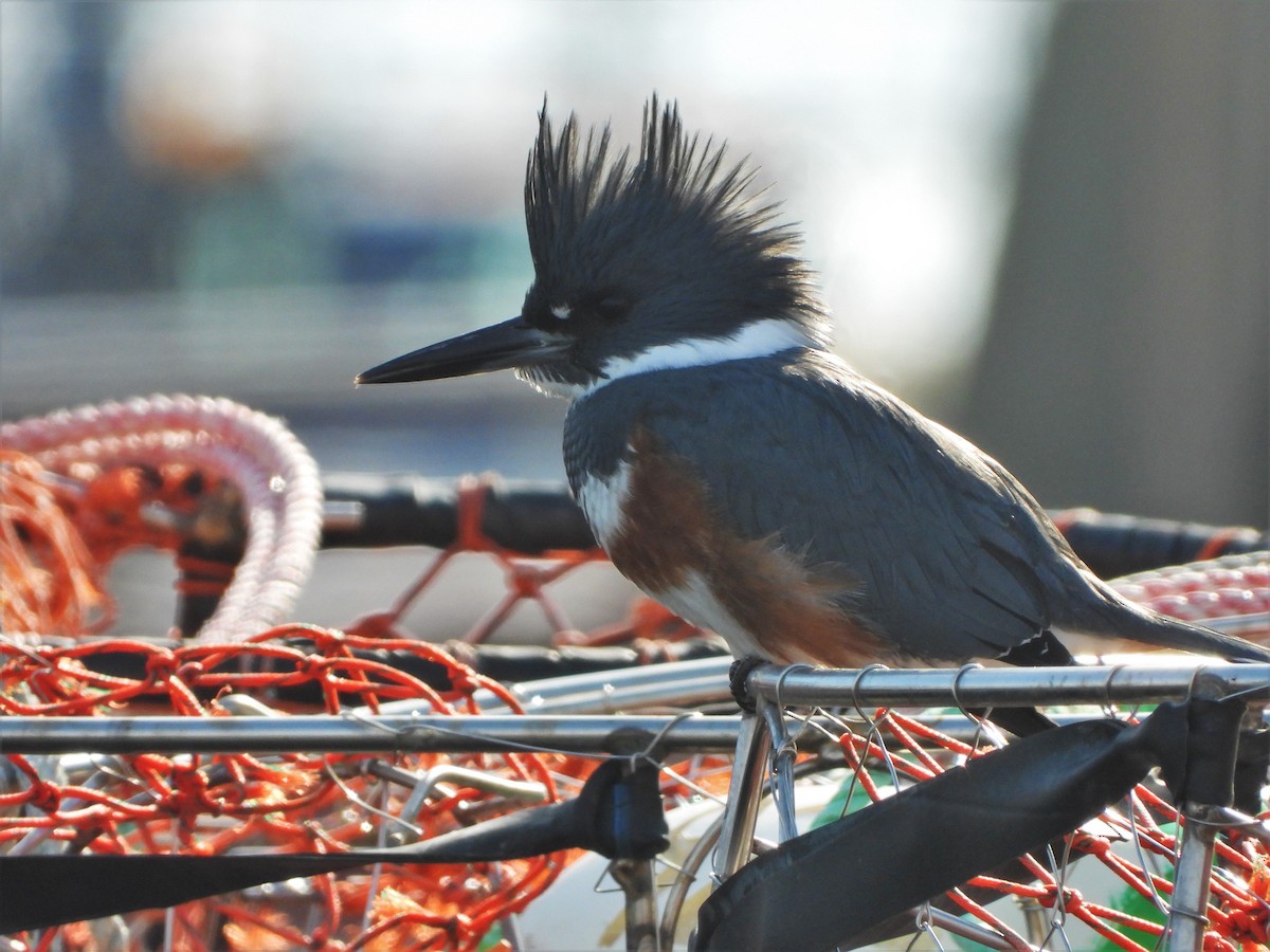 Belted Kingfisher - ML615238513