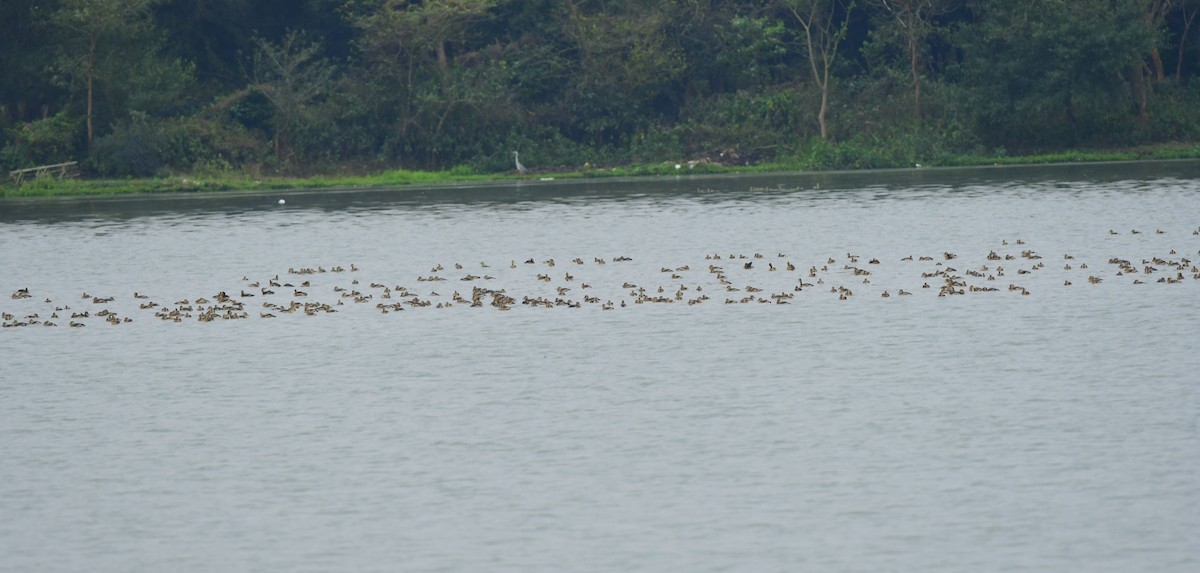 Lesser Whistling-Duck - ML615238525