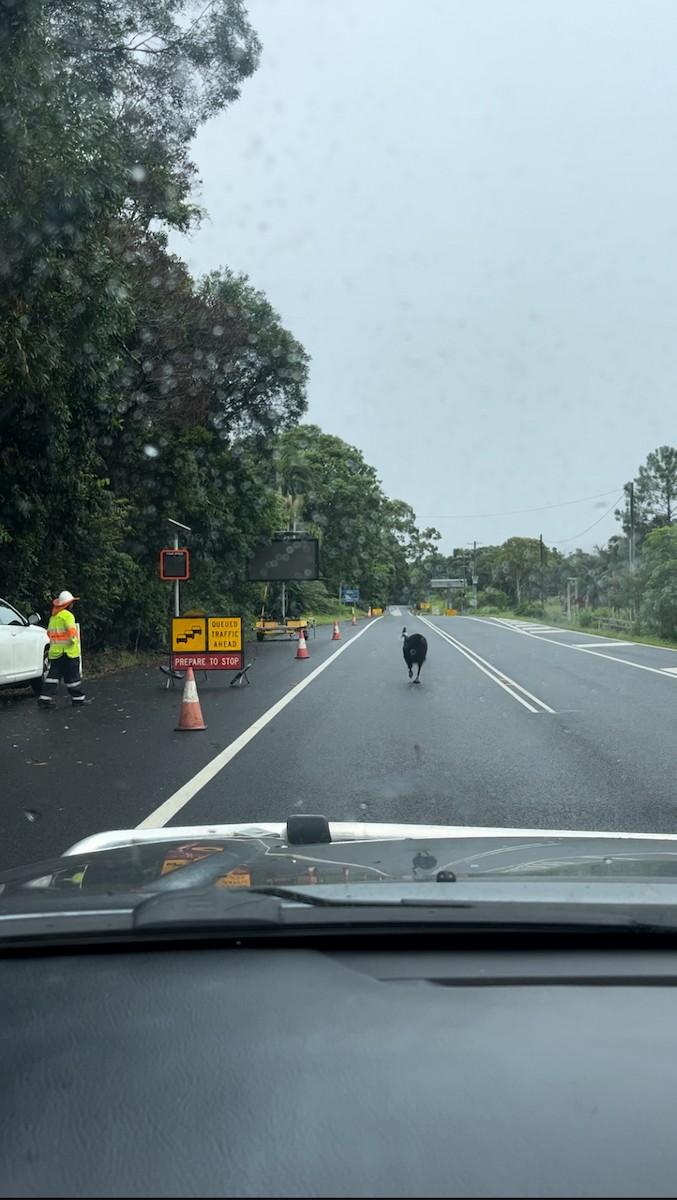 Southern Cassowary - ML615238540