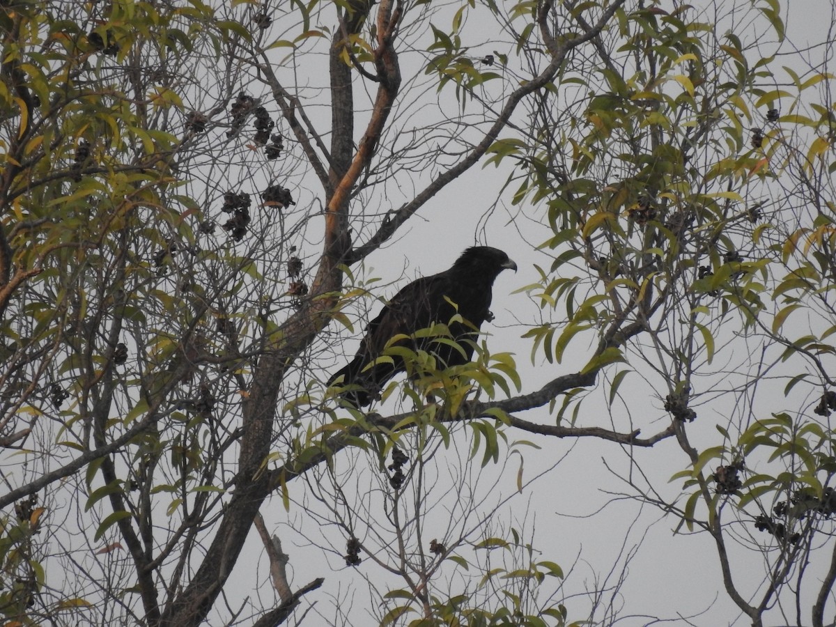 Greater Spotted Eagle - ML615238564